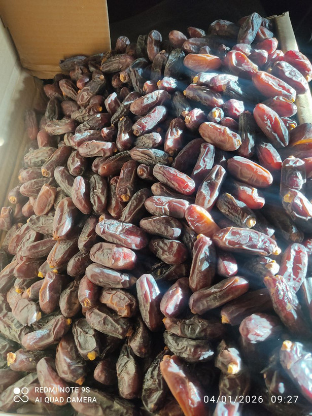 خرما تازه خوشمزه باخواص درمانی و کیفیت بالا خرما خشک وتازه خرما خوشمزه خرمای ایرانی